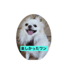 Chiro1015（個別スタンプ：7）