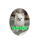Chiro1015（個別スタンプ：8）