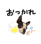 ボストンテリア豆蔵second（個別スタンプ：9）