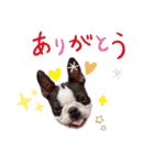 ボストンテリア豆蔵second（個別スタンプ：22）
