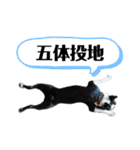 ボストンテリア豆蔵second（個別スタンプ：24）