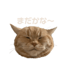 うにのかわいいすたんぷ（個別スタンプ：5）