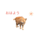 のらねこシリーズ1（個別スタンプ：1）