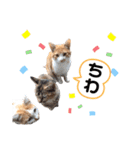 のらねこシリーズ1（個別スタンプ：2）