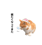 のらねこシリーズ1（個別スタンプ：3）