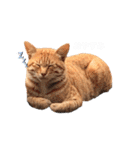 のらねこシリーズ1（個別スタンプ：4）
