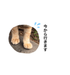 のらねこシリーズ1（個別スタンプ：5）