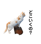 のらねこシリーズ1（個別スタンプ：6）