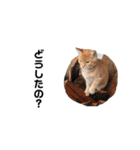のらねこシリーズ1（個別スタンプ：7）