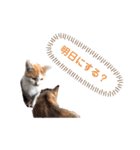 のらねこシリーズ1（個別スタンプ：8）