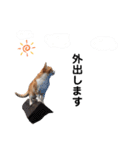 のらねこシリーズ1（個別スタンプ：9）