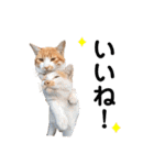 のらねこシリーズ1（個別スタンプ：13）