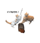 のらねこシリーズ1（個別スタンプ：14）