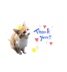 のらねこシリーズ1（個別スタンプ：18）