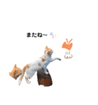 のらねこシリーズ1（個別スタンプ：20）