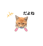 のらねこシリーズ1（個別スタンプ：21）