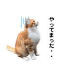 のらねこシリーズ1（個別スタンプ：23）