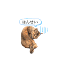のらねこシリーズ1（個別スタンプ：25）