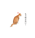 のらねこシリーズ1（個別スタンプ：26）