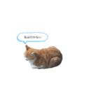 のらねこシリーズ1（個別スタンプ：27）