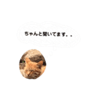 のらねこシリーズ1（個別スタンプ：28）