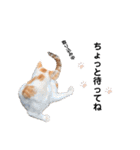 のらねこシリーズ1（個別スタンプ：30）