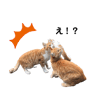 のらねこシリーズ1（個別スタンプ：31）