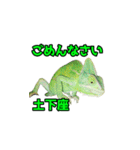 エボシカメレオン1（個別スタンプ：4）