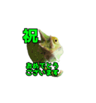 エボシカメレオン1（個別スタンプ：5）