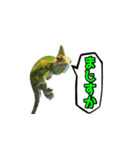 エボシカメレオン1（個別スタンプ：10）