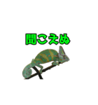 エボシカメレオン1（個別スタンプ：13）