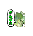 エボシカメレオン1（個別スタンプ：25）