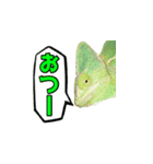 エボシカメレオン1（個別スタンプ：30）