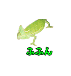 エボシカメレオン1（個別スタンプ：38）