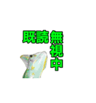 エボシカメレオン1（個別スタンプ：40）