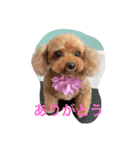 可愛い可愛いトイプードル（個別スタンプ：4）