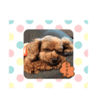 可愛い可愛いトイプードル（個別スタンプ：6）