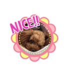 可愛い可愛いトイプードル（個別スタンプ：8）