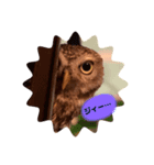 コキンメフクロウのふーちゃん（個別スタンプ：1）
