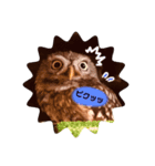 コキンメフクロウのふーちゃん（個別スタンプ：4）