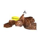 コキンメフクロウのふーちゃん（個別スタンプ：5）