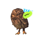 コキンメフクロウのふーちゃん（個別スタンプ：7）