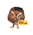 コキンメフクロウのふーちゃん（個別スタンプ：8）