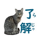 キジトラ猫スタンプ01（個別スタンプ：1）
