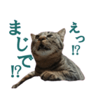 キジトラ猫スタンプ01（個別スタンプ：2）