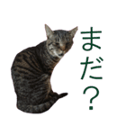 キジトラ猫スタンプ01（個別スタンプ：3）