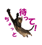 キジトラ猫スタンプ01（個別スタンプ：4）