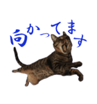 キジトラ猫スタンプ01（個別スタンプ：5）