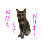 キジトラ猫スタンプ01（個別スタンプ：6）