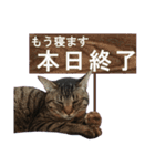 キジトラ猫スタンプ01（個別スタンプ：10）